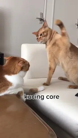 kucing core