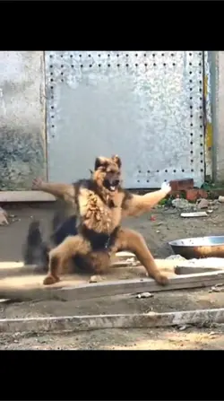 Kung Fu Dog