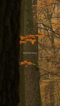 beautiful nature