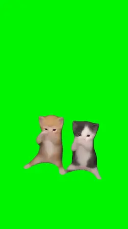 scuba cat