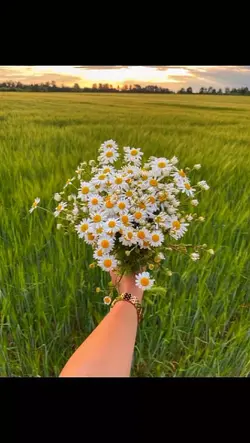 bunga daisy