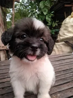 slime cutie dog