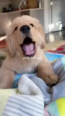 pet moments