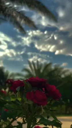 ASSALAMUALAIKUM PAGI