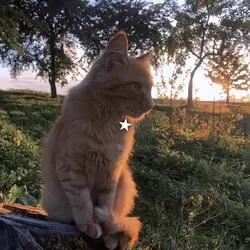 Nature core