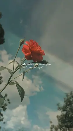 ):