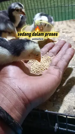 Sedang dalam proses 