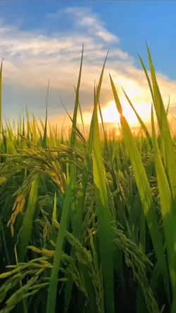 sawah senja