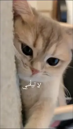 pesan 