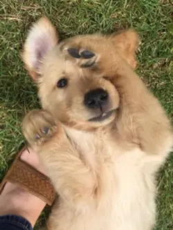 my dog 