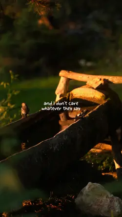 Vlog Lyric