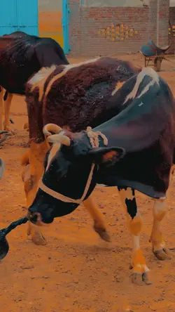 Farm Cows❤️🤌🏻