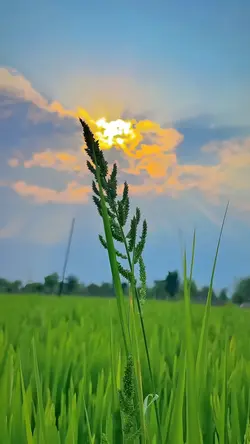 nature aesthetic