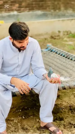 Kabootr bazi 