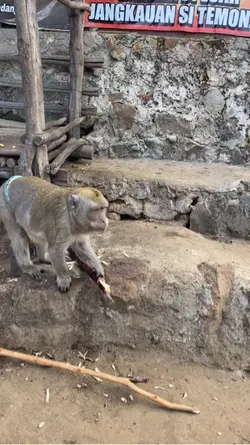 Suara masha 