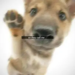 dog icons ig