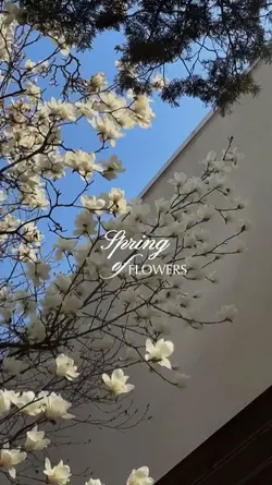 spring of flowers