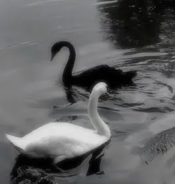 Swans 🦢