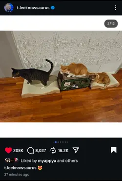 LEE KNOWS KITTIES