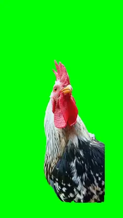 Rooster dance 