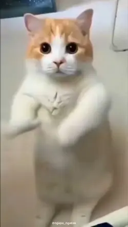 Kucing Joget 