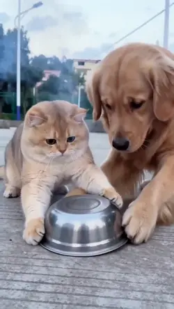 Petasan Oyen