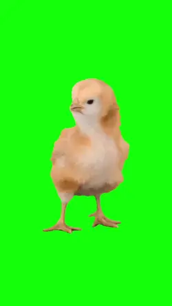 Chicks