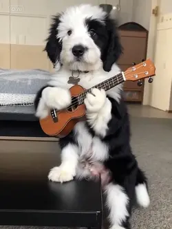 The secret talent 