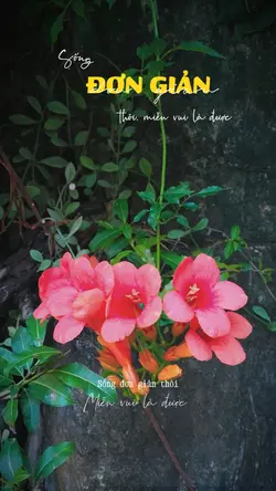 sống đơn giản thôi