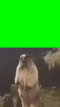 screaming marmot