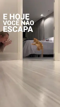 susto|gato|congelar