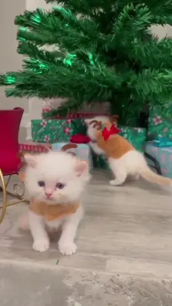 funny christmas cats