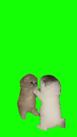 Cats Dancing