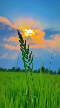 Nature akustik gitar