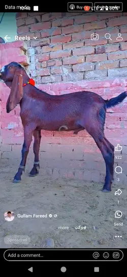noroz alm e afroz