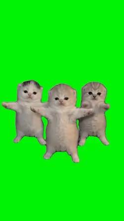 Dance Kitten 2