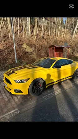 Mustang
