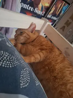 chat
