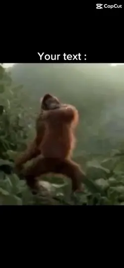 Singe humour 🤪