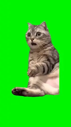 Shocked Cat