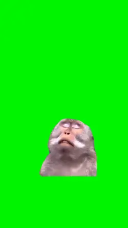 Monkey meme 