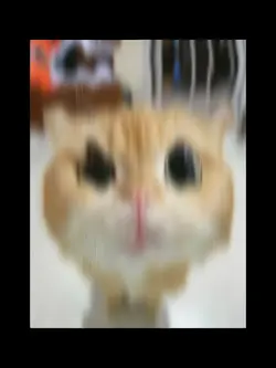 #CuteCat#