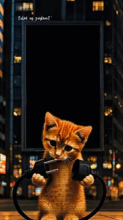 cat viewing...