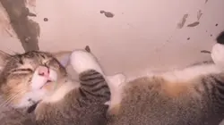 Kucing lucu