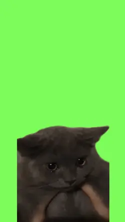 Chat triste meme
