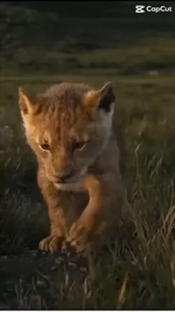 Roi lion