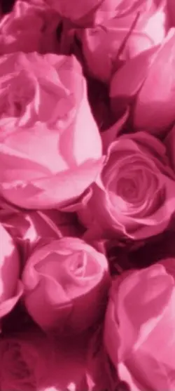 𝓕orᧉvᧉr ყoυng...
