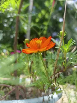 শখের বাগান 