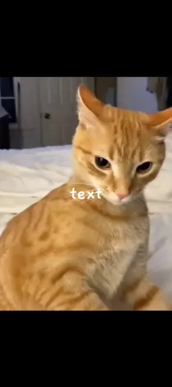 cat meme