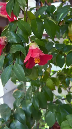 赤い椿の花🌸